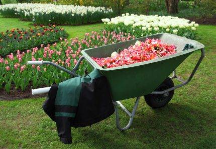 Tips for your spring garden clean up