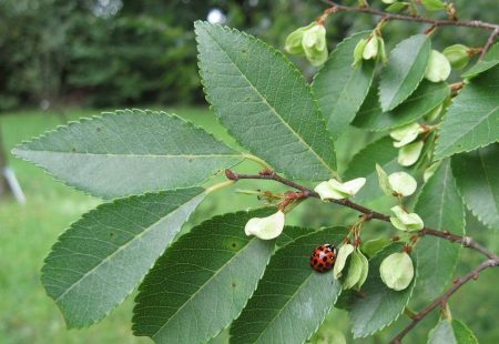 5 Invasive Plants To Remove From Your Garden – Part 2